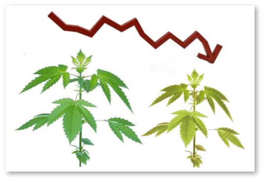 materinskoe rastenie uhudshenie genetiki