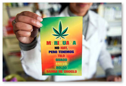 urugvaj problemy s prodazhej marihuany v aptekah