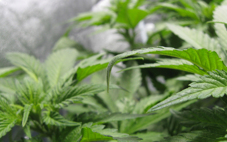 konoplya konchiki listev vniz