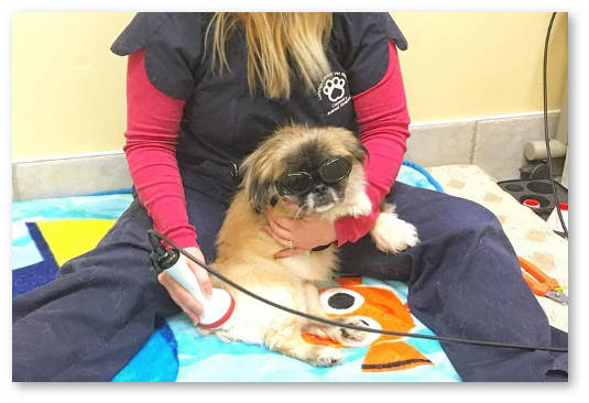 konoplya lekarstvo domashnie zhivotnye pitomcy