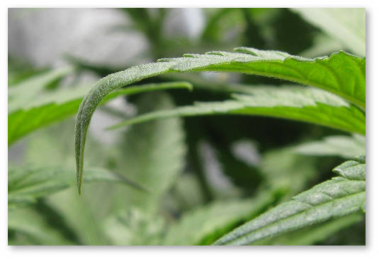 konoplya skruchivaetsya list konchik