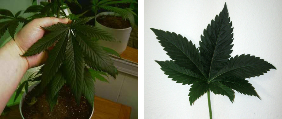 listok konopli potemnel