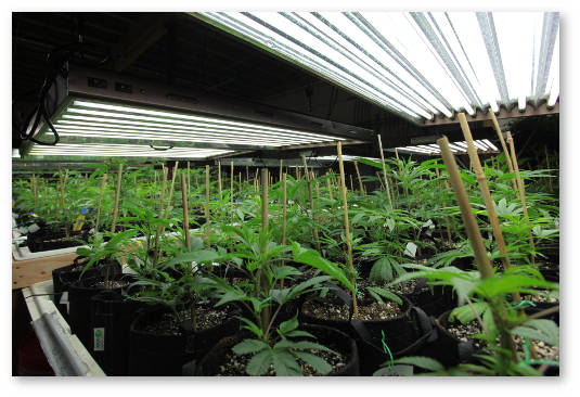 marihuana pod lyuminescentnymi lampami