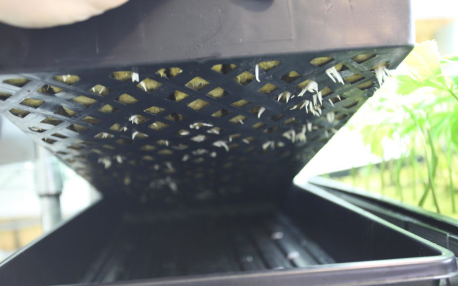 rassada konopli pokazala korni