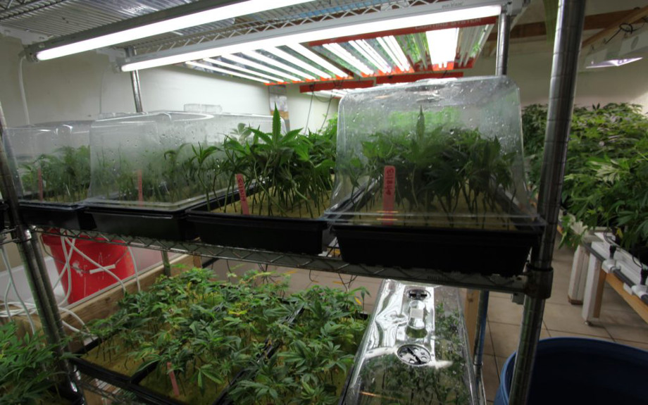 rassada marihuany v parnichkah