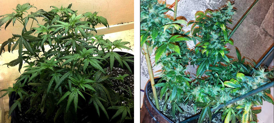 zhelteyut sohnut listya marihuany