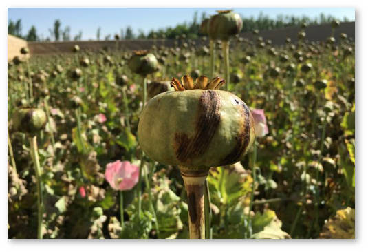 afganistan posadki opijnogo maka 1