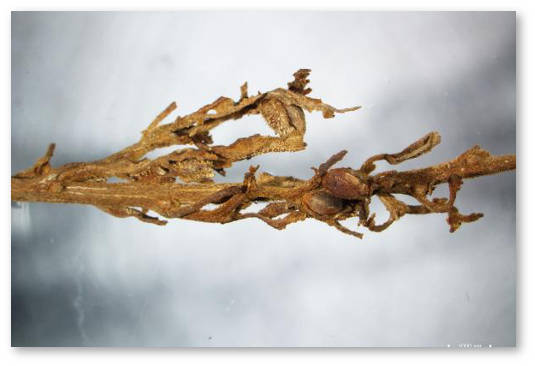 drevnejshaya nahodka konopli v zahoronenii 0