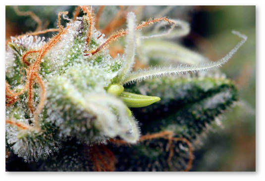 kannabis germafrodit