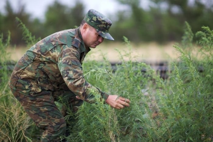 kirgiziya kyrgyzstan medicinskaya marihuana 1