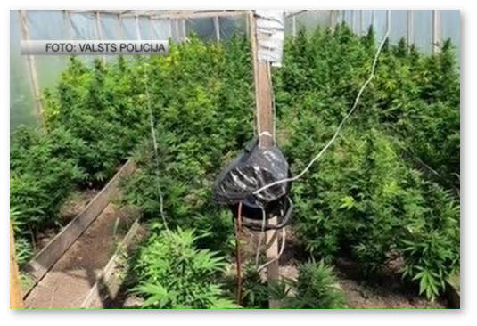 latviya marihuana samyj populyarnyj narkotik