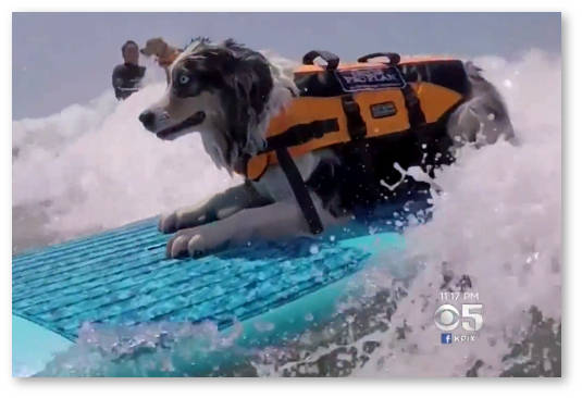 marihuana yadovita dlya sobak i koshek