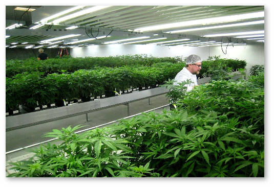 oregon konoplyanyj biznes