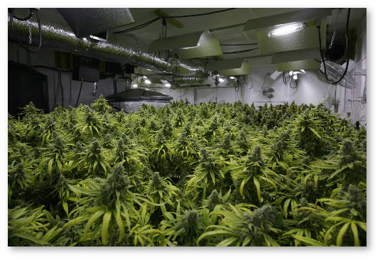 vyrashchivanie marihuany temperatura