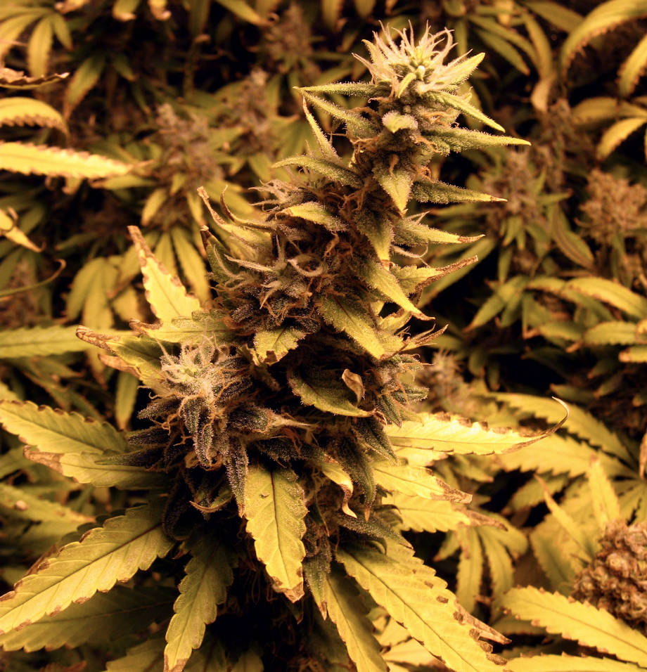 dlinnaya shishka kannabisa