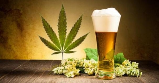 kannabis pivo