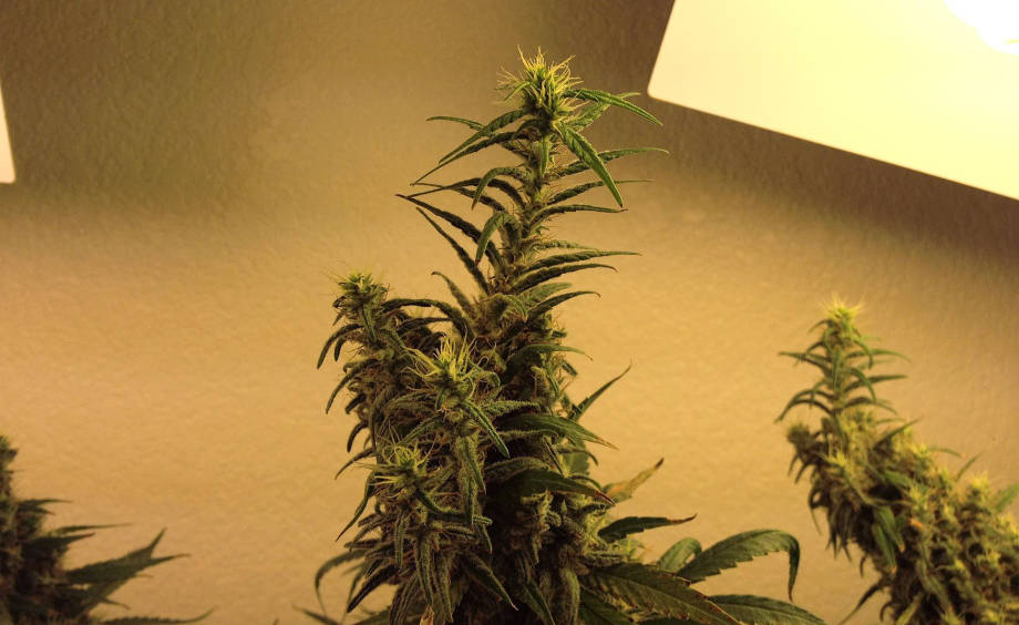 konoplya svetovoj stress lisi hvosty