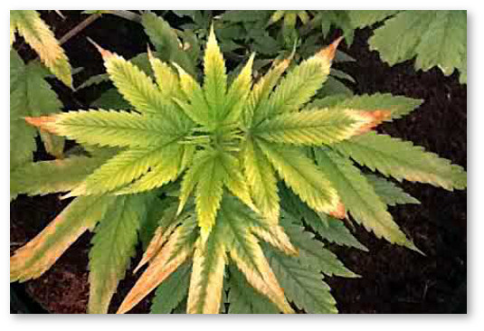 konoplya svetovoj stress