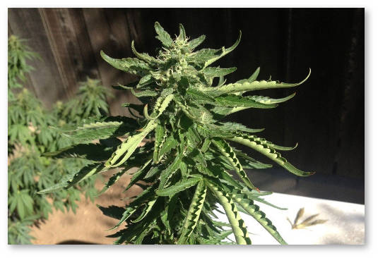 marihuana temperaturnyj stress listochki zagibayutsya kverhu