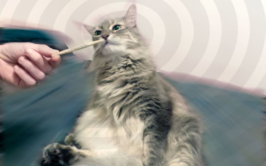 mify konople marihuane trava koshek