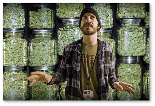 mozhno podsest marihuanu