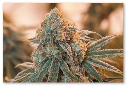 registraciya sorta konopli patent