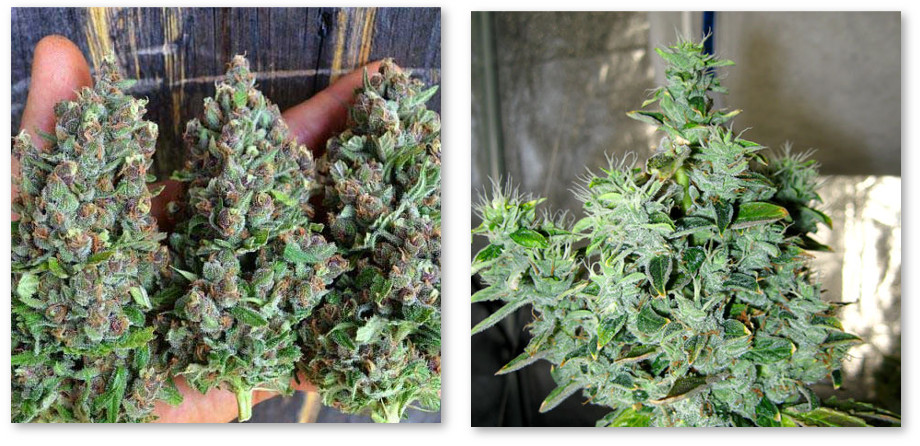 shishka vytyagivaetsya