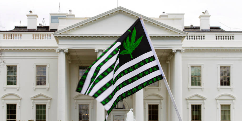 white house weed