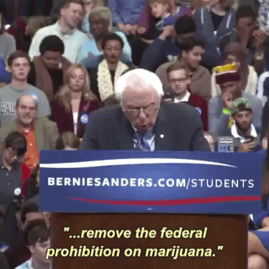 bernie sanders legalizovat marihuanu