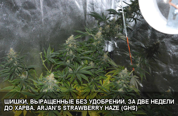 ШИШКИ, ВЫРАЩЕННЫЕ БЕЗ УДОБРЕНИЙ, ЗА ДВЕ НЕДЕЛИ ДО ХАРВА. ARJAN’S STRAWBERRY HAZE (GREEN HOUSE SEEDS) mify vyrashchivanii marihuany arjan s strawberry haze