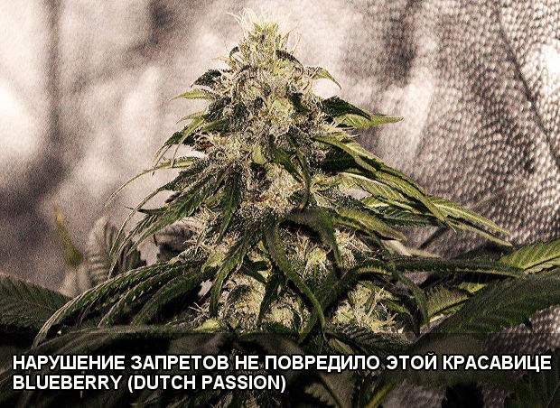 НАРУШЕНИЕ ЗАПРЕТОВ НЕ ПОВРЕДИЛО ЭТОЙ КРАСАВИЦЕ. BLUEBERRY (DUTCH PASSION) mify vyrashchivanii marihuany blueberry dutch passion