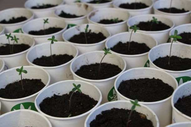 gruziya partiya girchi posadila konoplyu