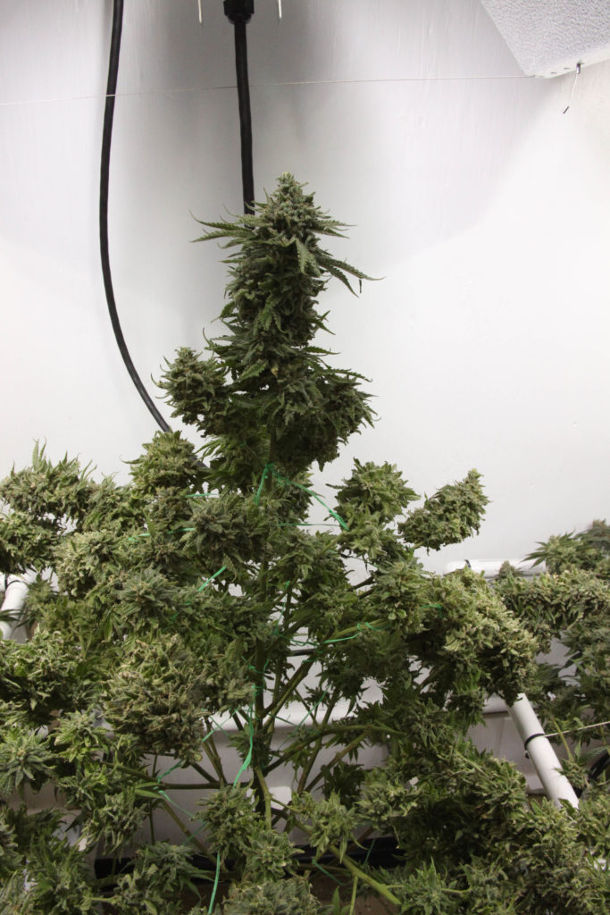 сбор конопли постепенный