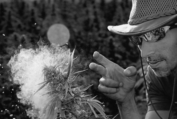 umer franco green house seeds strain hunters