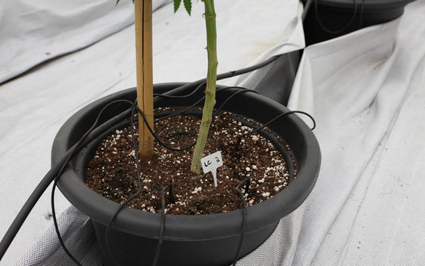 bespochvennaya smes kokos