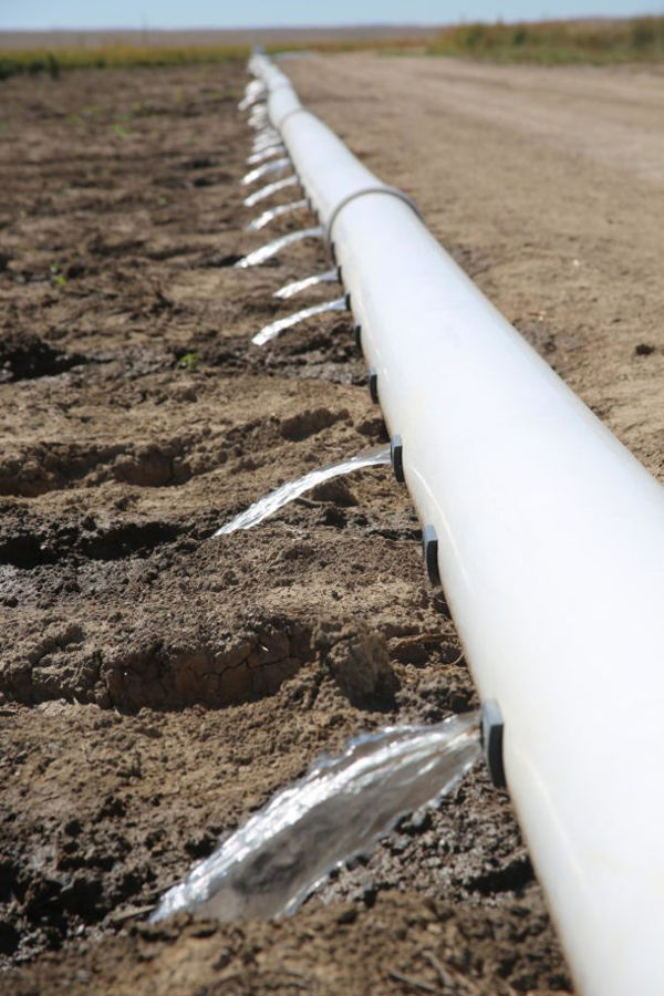 cannabis field irrigation