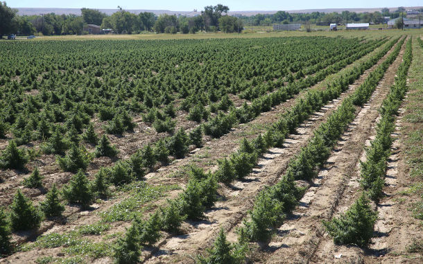 cbd cannabis grown outdoors