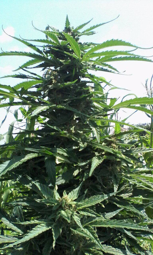 фото сорта Гагарин аутдорный сорт конопли