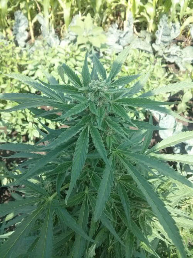 Фото Opium фото сорта Опиум