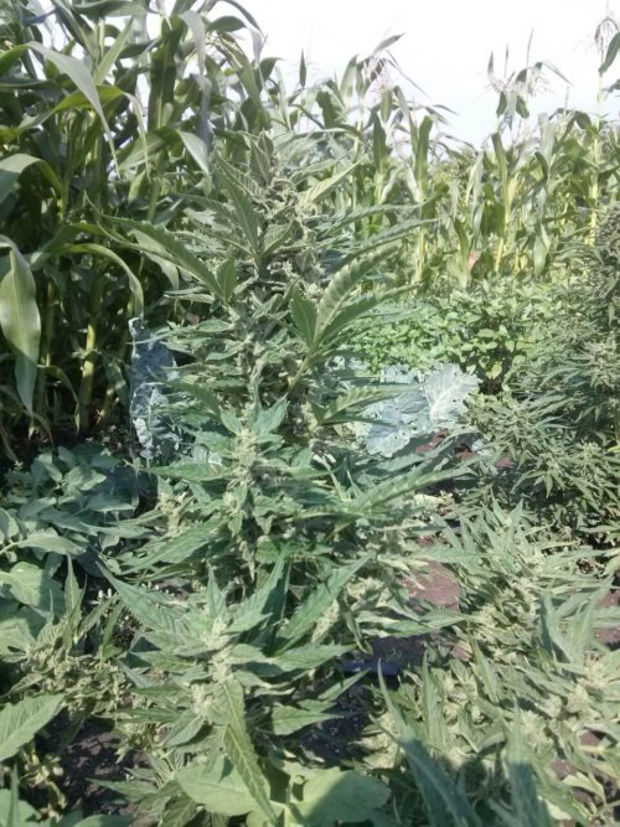 фото Auto Big Demon выращивание Auto Big Demon