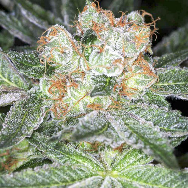 Фото Fractal фото сорта Фрактал