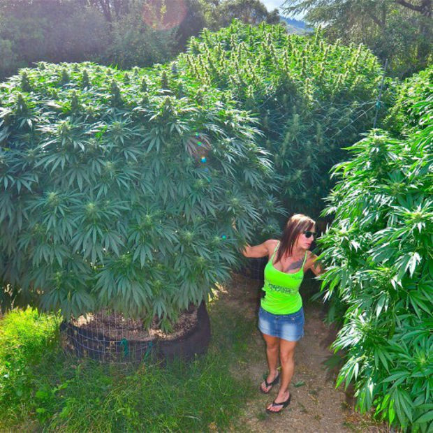 Фото Jamaica Sativa аутдор фото марихуаны