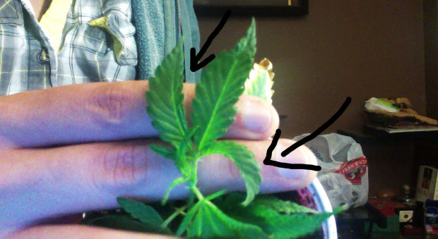 konoplya listya izgibayutsya