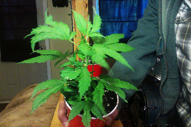 listya konopli deformiruyutsya