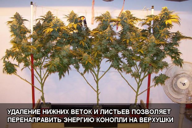 Удаление нижних веток и листьев позволяет перенаправить энергию конопли на верхушки