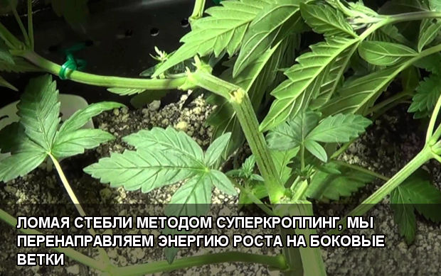 Ломая стебли методом суперкроппинг, мы перенаправляем энергию роста на боковые ветки