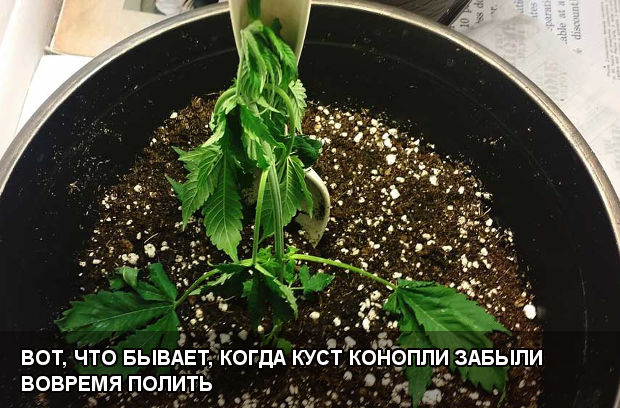 Вот, что бывает, когда куст конопли забыли полить