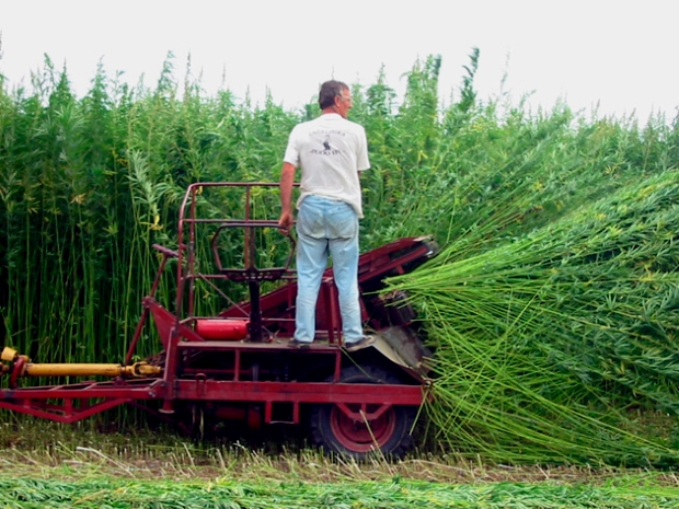 Уборка промышленной конопли