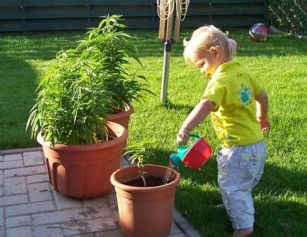 Дети и конопля