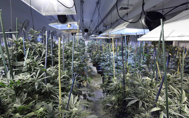 marijuana fall over support 1